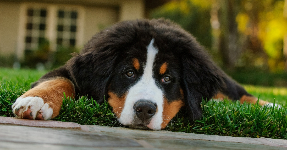 Štene u peleni prestrašilo lopove i postalo internetska zvijezda