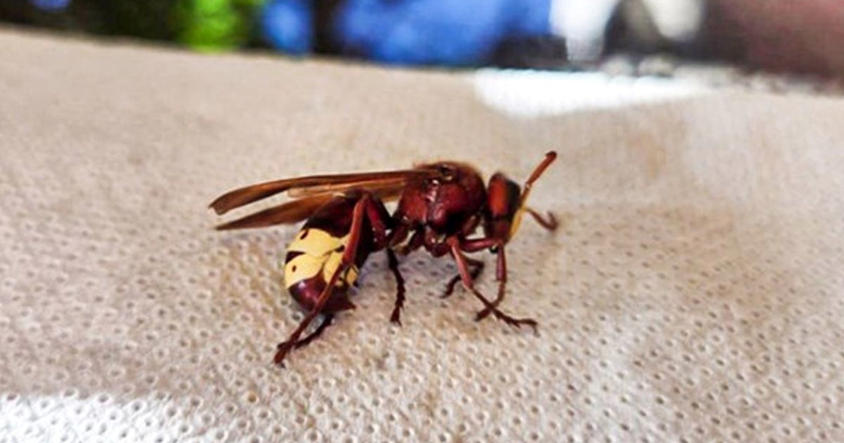 Sve više invazivnih vrsta u EU, stvaraju ogromnu štetu. "Hrvatska se još dobro drži"