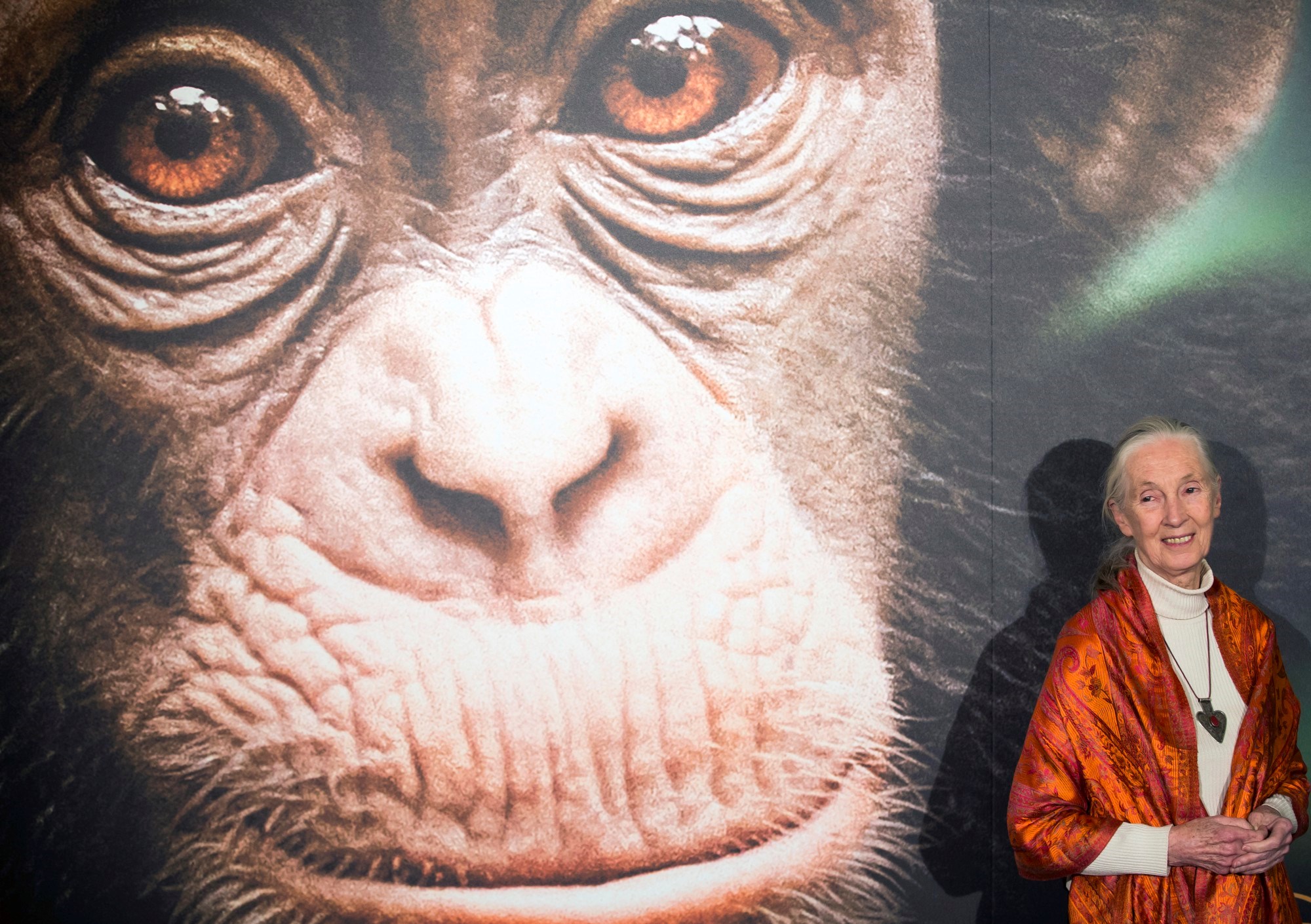 Svijet se oprašta od Jane Goodall, šaptačice čimpanzama