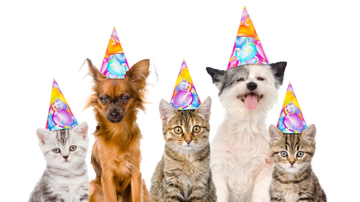 Proslava rođendana u Zagrebu na kojoj možete pomoći napuštenim psima