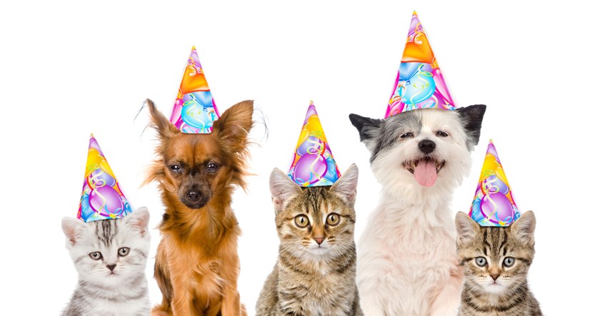 Proslava rođendana u Zagrebu na kojoj možete pomoći napuštenim psima