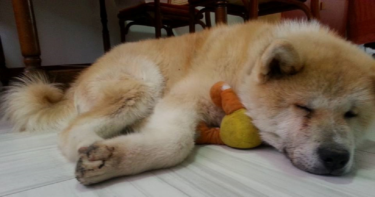 Hachi je nestao nakon potresa u Petrinji. Obitelj nudi 12.500 kn za njegov pronalazak