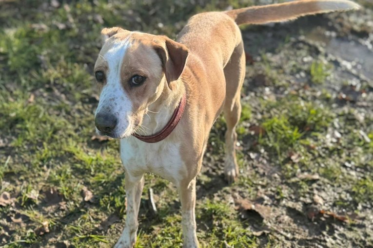 Ostavljena zbog odlaska vlasnika, Rita sada traži zauvijek dom