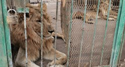 Stravične fotografije ZOO vrta u Sudanu, lavovi im umiru od gladi i bolesti