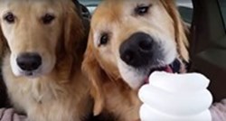 Psi obožavaju sladoled, a način na koji jedu će vas raznježiti i zabaviti