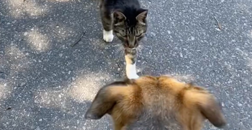 Mačka lutalica prišla psu tijekom šetnje pa dobila dom zauvijek