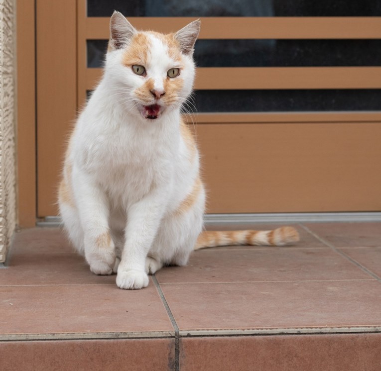 Mačak se iskrao iz kuće i odmah požalio, snimka je nasmijala internet