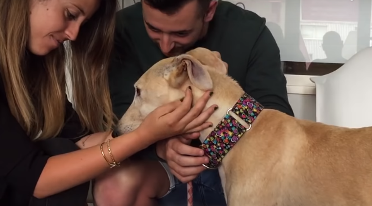 Ovaj je pas prvi put doživio nježnost i to izgleda predivno