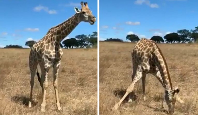 VIDEO Snimka žirafe kako pase oduševila osam milijuna ljudi, odmah ćete skužiti zašto
