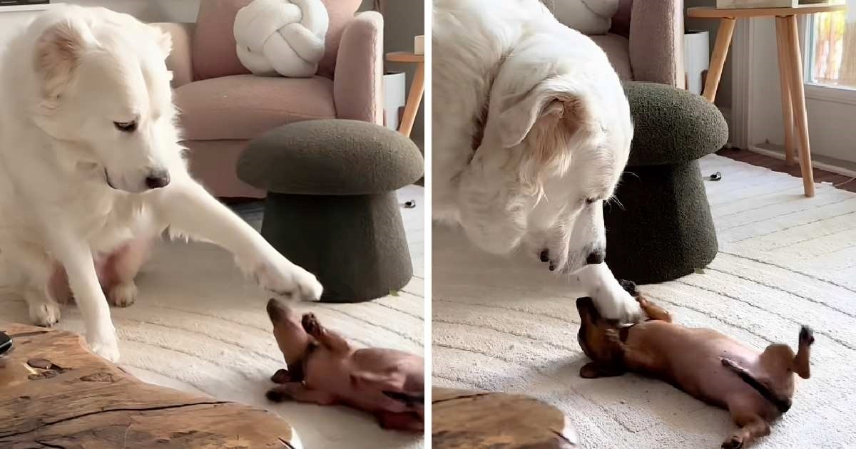 Sedam milijuna pregleda: Snimka prve zajedničke igre pasa raznježila je internet