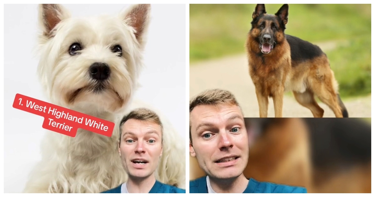 Veterinar otkrio koje pasmina pasa ne bi htio imati, evo i zašto
