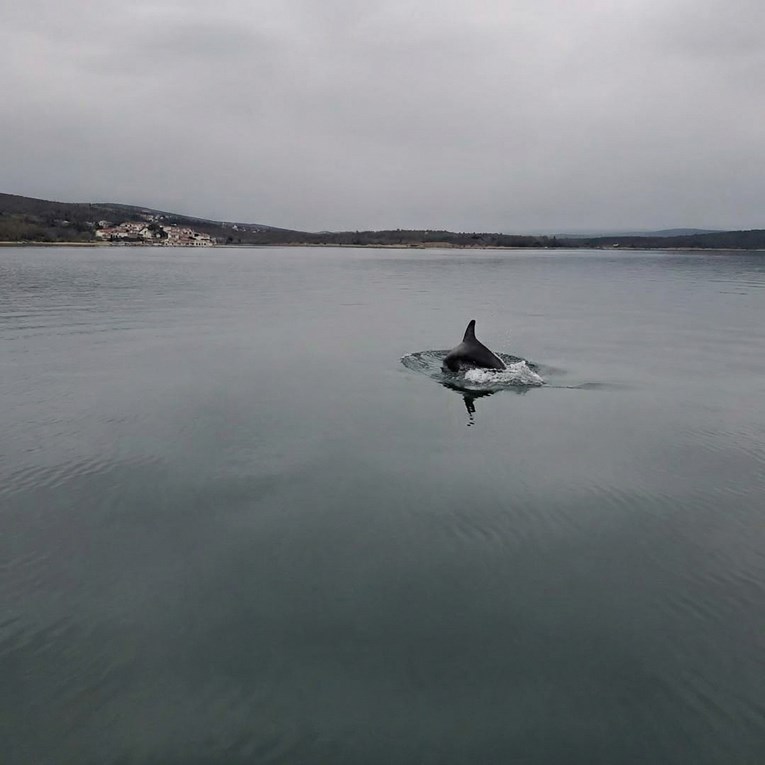 Sreća u Kruševu: Nakon godinu i pol dana vratio im se dupin Oliver
