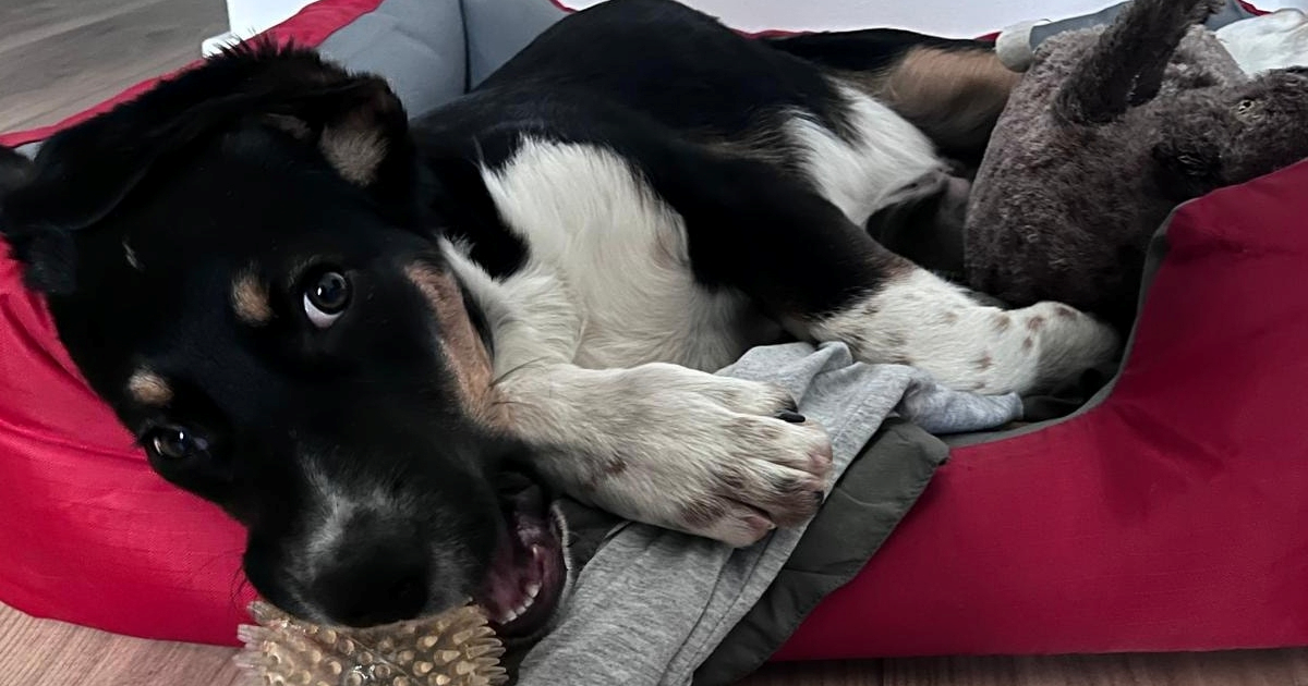 Upoznajte Cappija: Šibenčani traže dom za psića koji osvaja na prvi pogled