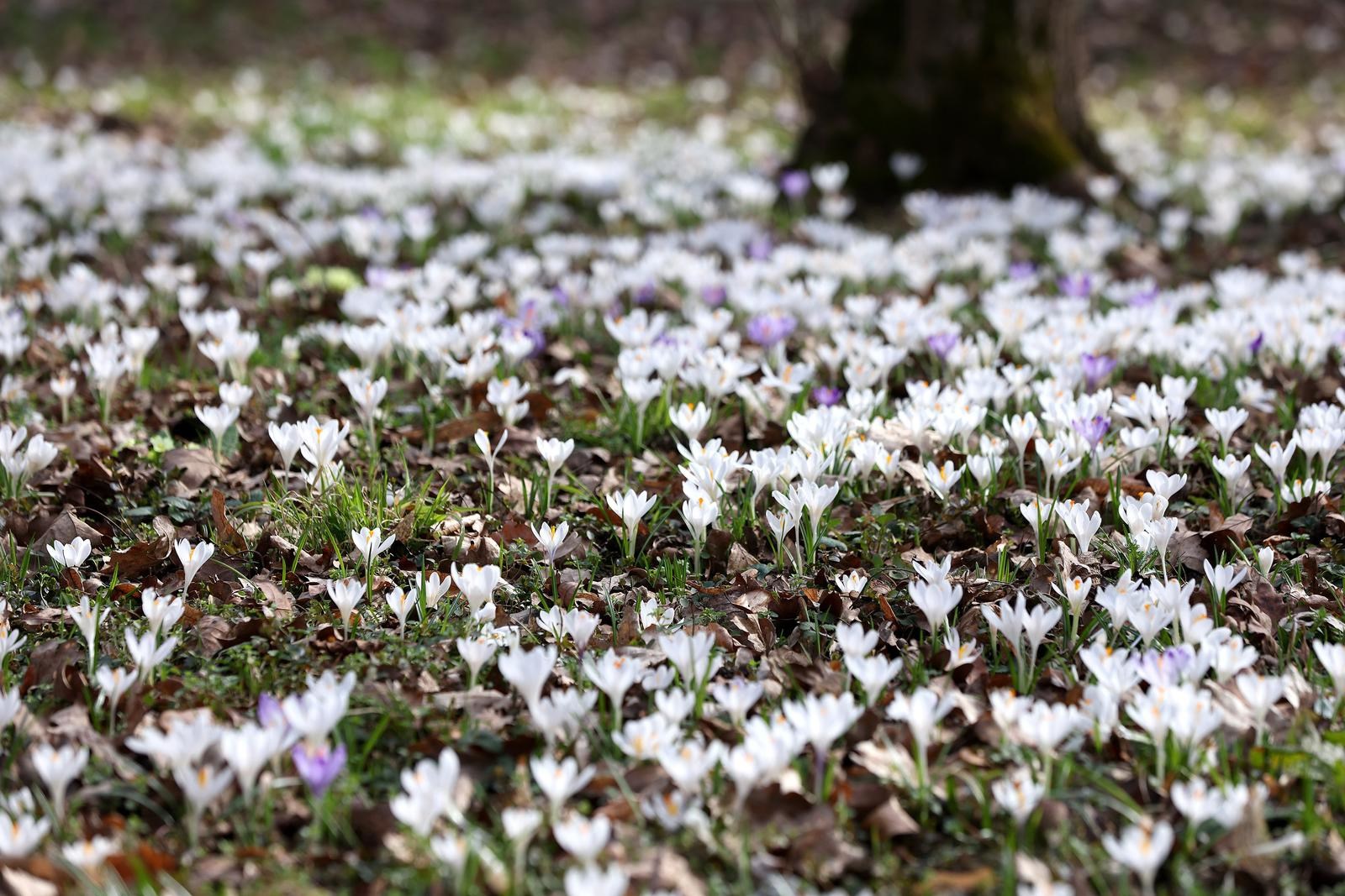 Maksimir u cvatu. Šafrani najavili skori dolazak proljeća