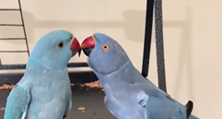 Papige su se srele nakon dugo vremena i ne mogu se prestati ljubiti