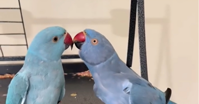 Papige su se srele nakon dugo vremena i ne mogu se prestati ljubiti