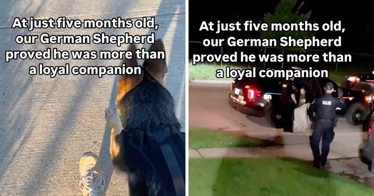 Štene ovčara lajalo je bez prestanka, vlasnica se prestravila kada je otkrila zašto