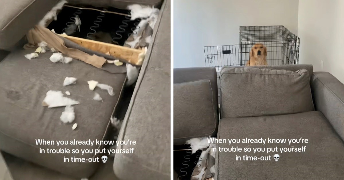 Zlatni retriver uništio je kauč pa se sam stavio u kaznu. Video nasmijao milijune