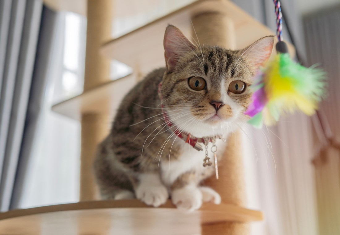 Pet razloga zašto je život s mačkom bolji