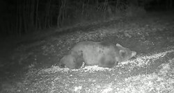 Medvjed snimljen u Stupniku kod Zagreba