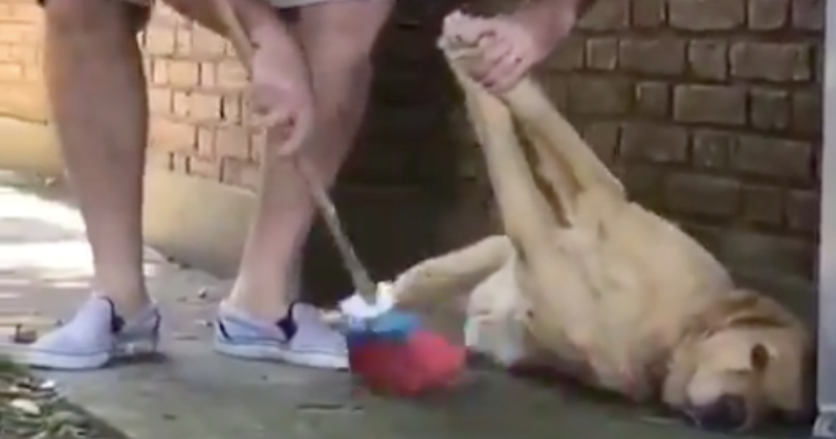 Ova labradorica je toliko lijena da ne želi ustati ni da njezin vlasnik pomete lišće