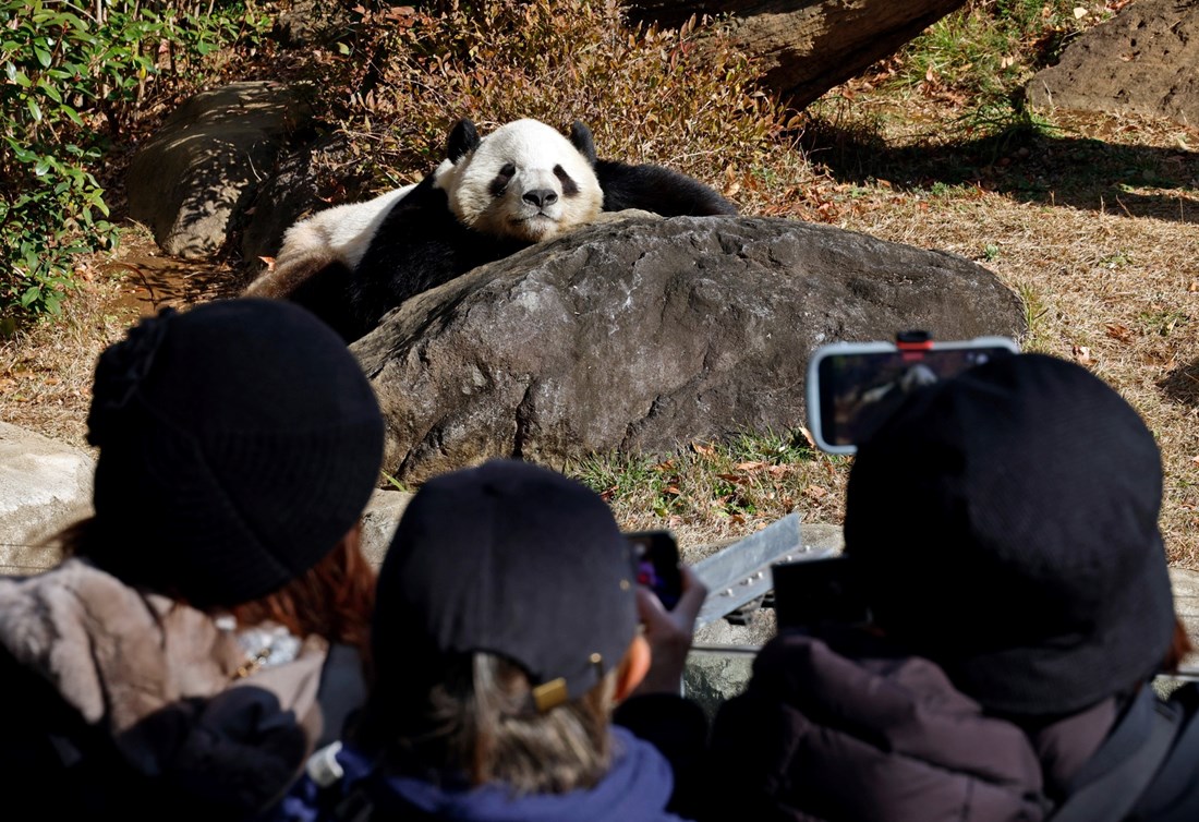 Divovske pande sele se iz Tokija u Kinu, posjetitelji navalili u ZOO