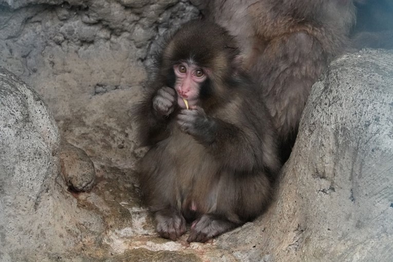 Punch je naučio novi trik, ljudi pišu: "Trenutačno najveća nada za čovječanstvo"