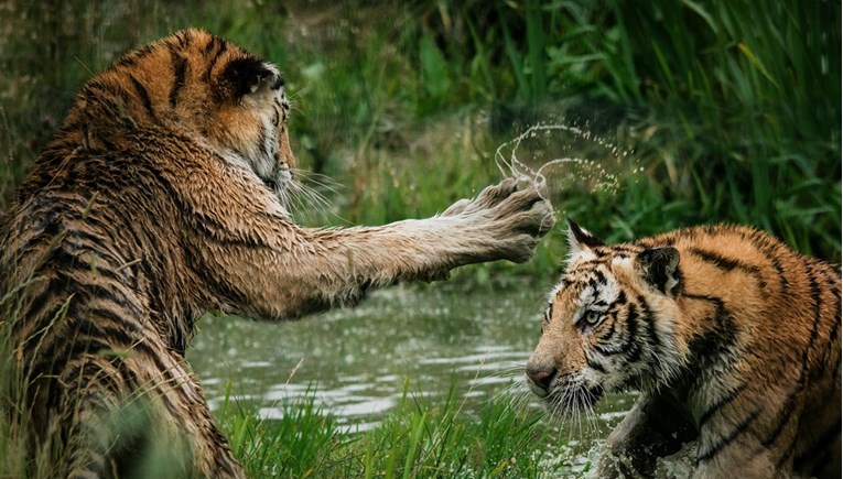 WWF: U pola stoljeća pad od 73 posto u populacijama divljih vrsta. Katastrofalno