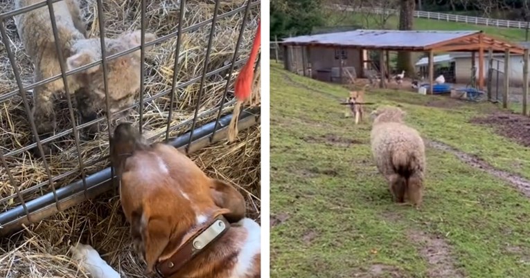 VIDEO Reakcija ovce kada vidi kujicu koja ju je odgojila topi srca