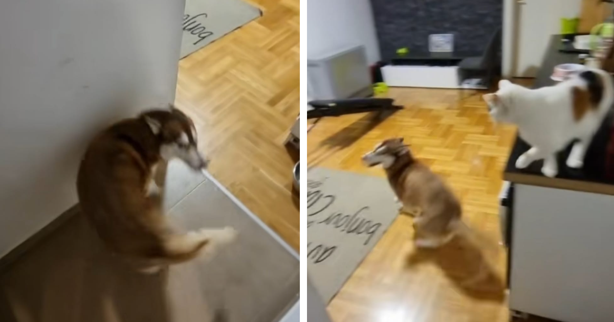 Pokazala kako je pas i mačka dočekaju kad se vrati s posla. Razlika je poprilična