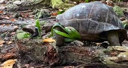 Snimka inače biljojedne kornjače kako ubija i proždire pticu šokirala znanstvenike