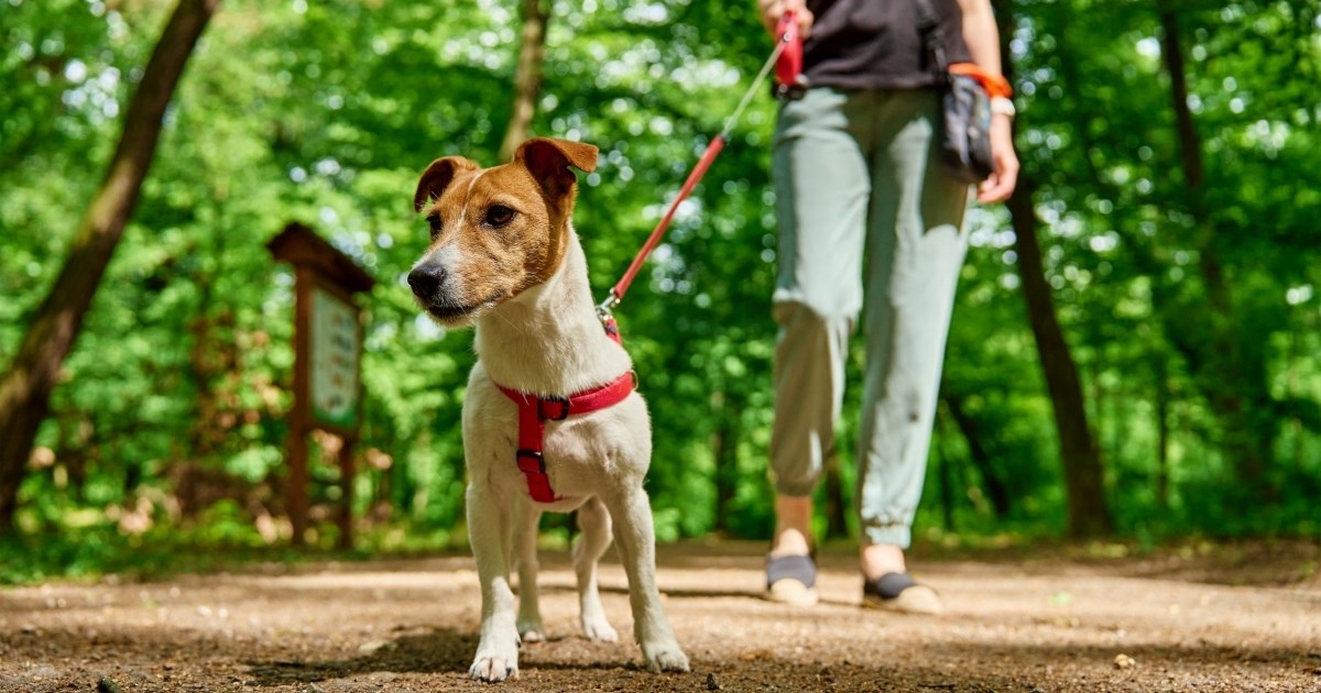 Jednostavan trik koji pomaže psima da ignoriraju smetnje u šetnji