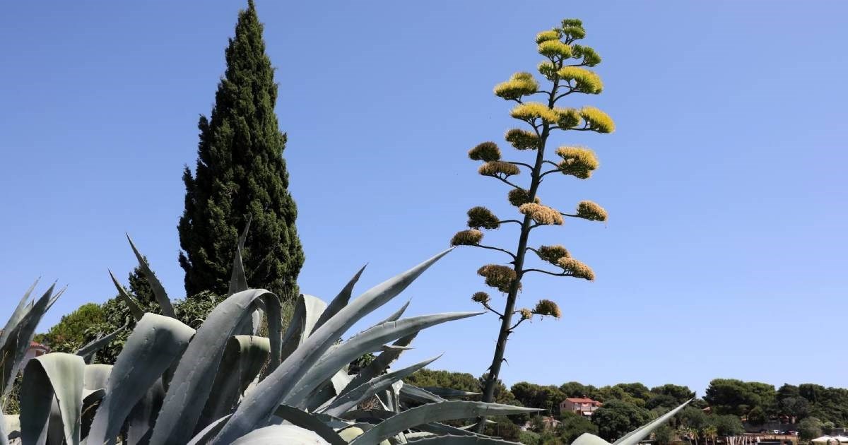 I u Puli procvjetala biljka koja cvate jednom u desetljeću, pogledajte prizore