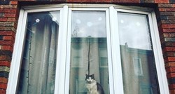Građani njemačkog grada do kolovoza moraju držati svoje mačke u kućama i stanovima