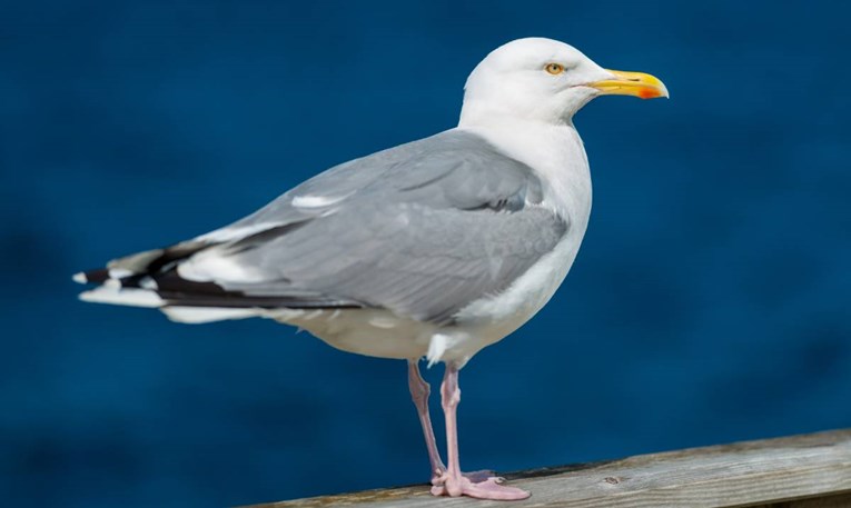 Znanstvenici tvrde da izmet galebova i pelikana vrijedi milijune dolara