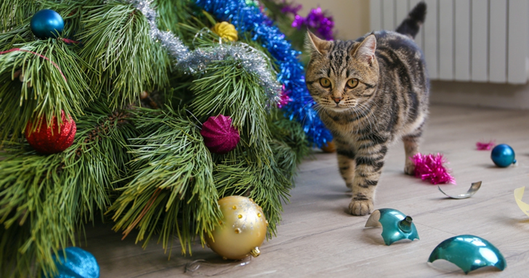 Božićna drvca mogu biti opasna za mace. Evo kako provesti sigurne blagdane