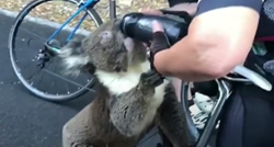 "Nikada nismo vidjeli ovako nešto": Koala prišla biciklistima i tražila vodu