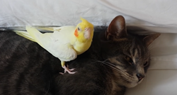Papiga brani usnulu mačku od svakog tko je pokuša dotaknuti i to izgleda preslatko