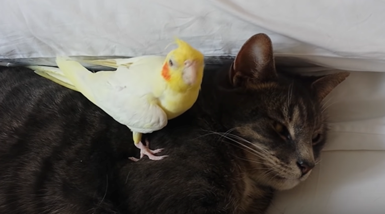 Papiga brani usnulu mačku od svakog tko je pokuša dotaknuti i to izgleda preslatko