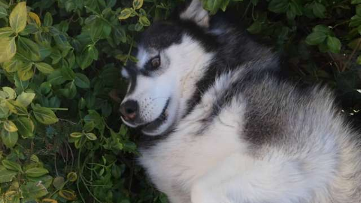 Pas dječaku ukrao kameru pa mu snimio najbolju domaću zadaću na svijetu