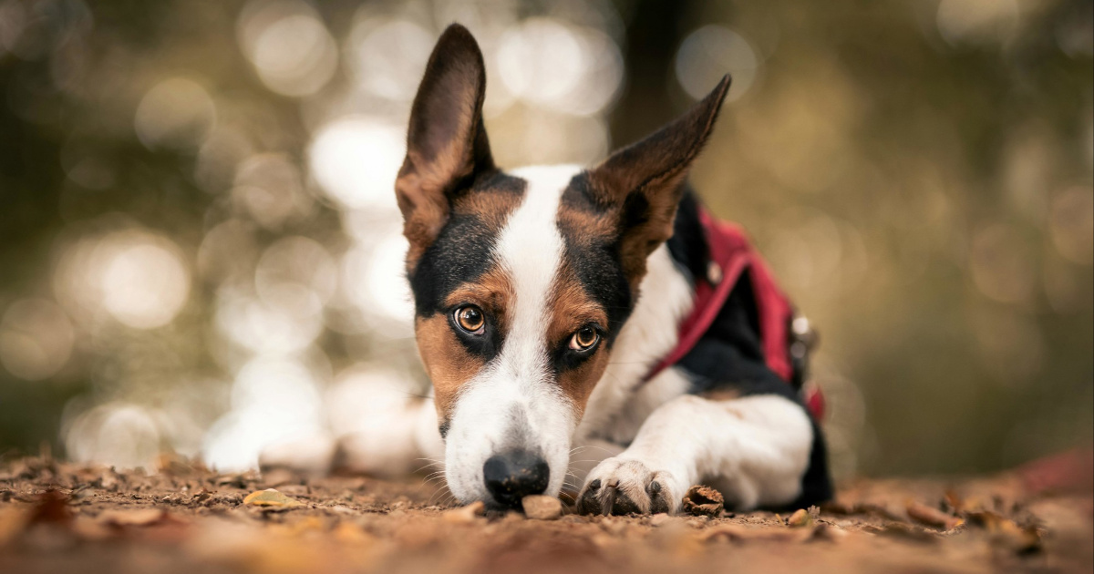 Zašto psi u proljeće češće povraćaju