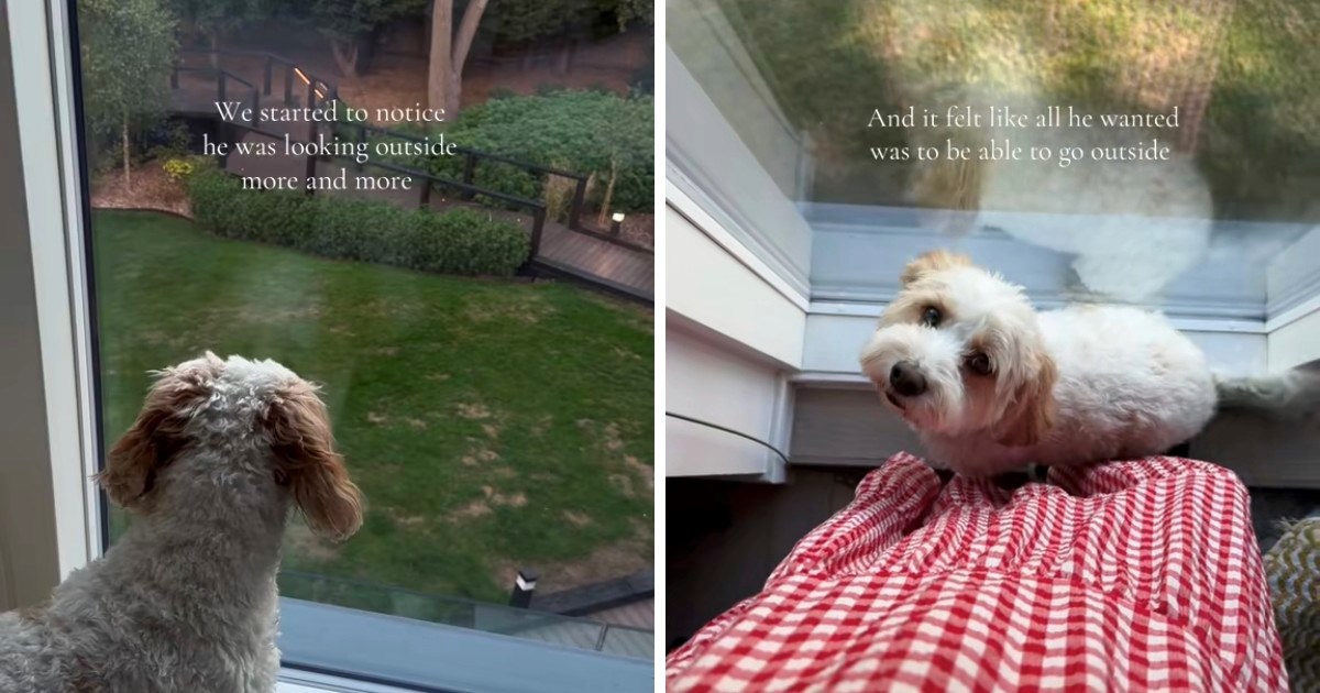 Vlasnici kupili kuću s dvorištem kako bi usrećili svog psa, snimka topi srca