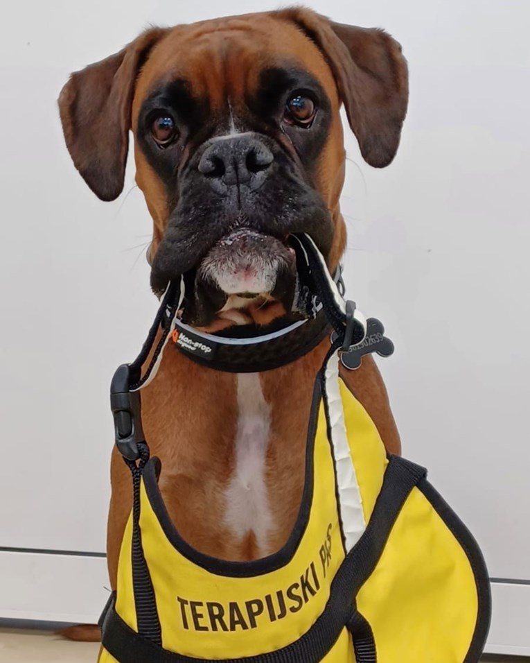 U zagrebačku bolnicu za djecu stigla nova "djelatnica": "Tješi šapom i pogledom"