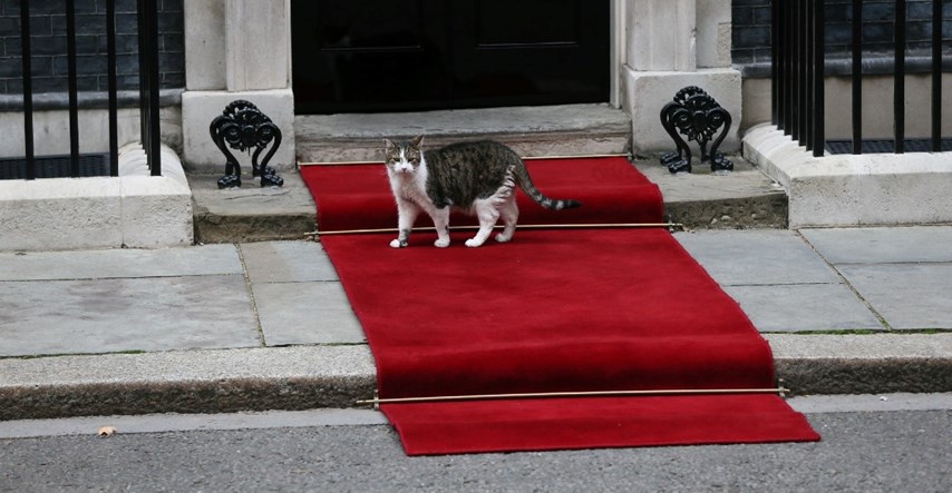 Mačak koji radi za britansku premijerku ima više pratitelja na Twitteru od nje