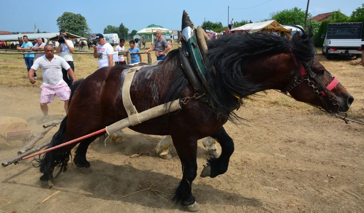 Prijatelji životinja nakon premlaćivanja konja kod Karlovca: Zabranite štraparijade