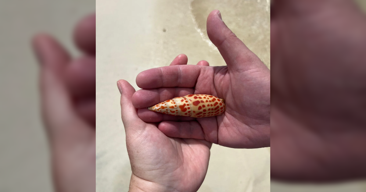 Pronašla školjku na plaži pa pitala AI o kojoj se radi, odgovor ju je zgrozio