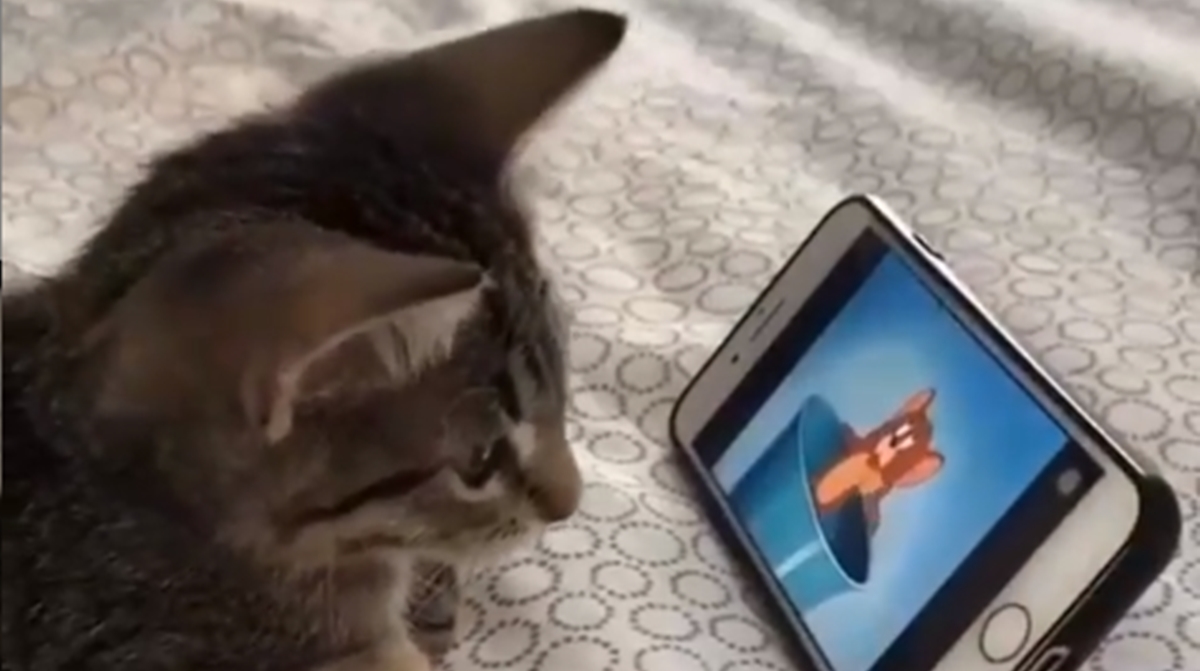 Vlasnik snimio mačku kako gleda crtić Tom i Jerry, video je hit na internetu