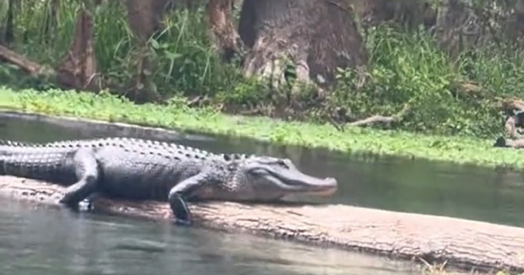 Zastrašujuće: Aligator počeo siktati na ženu koja je plutala pored njega