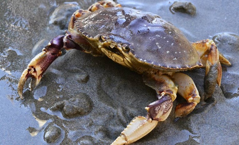 Tihi ocean postaje sve kiseliji, rakovima se otapaju oklopi