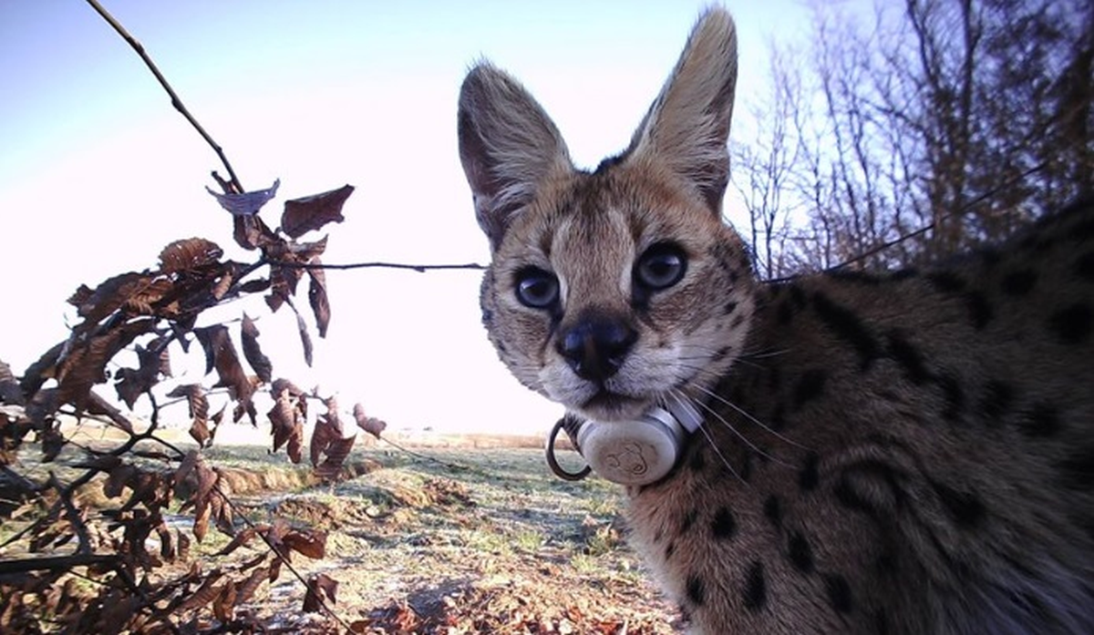 Uhvaćena rijetka afrička životinja koja je lutala Turopoljem